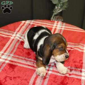 Sandy, Basset Hound Puppy